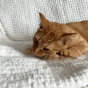 Natural Silvervine (Matatabi) Cat Chew Stick Toy – Gall Fruit, Raffia & Sisal Rope Design